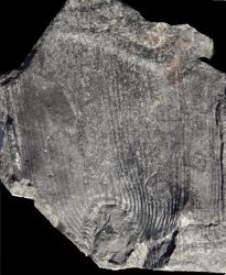 C. rugosus of carinatus